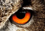 Animal Eyes: Science & Nature